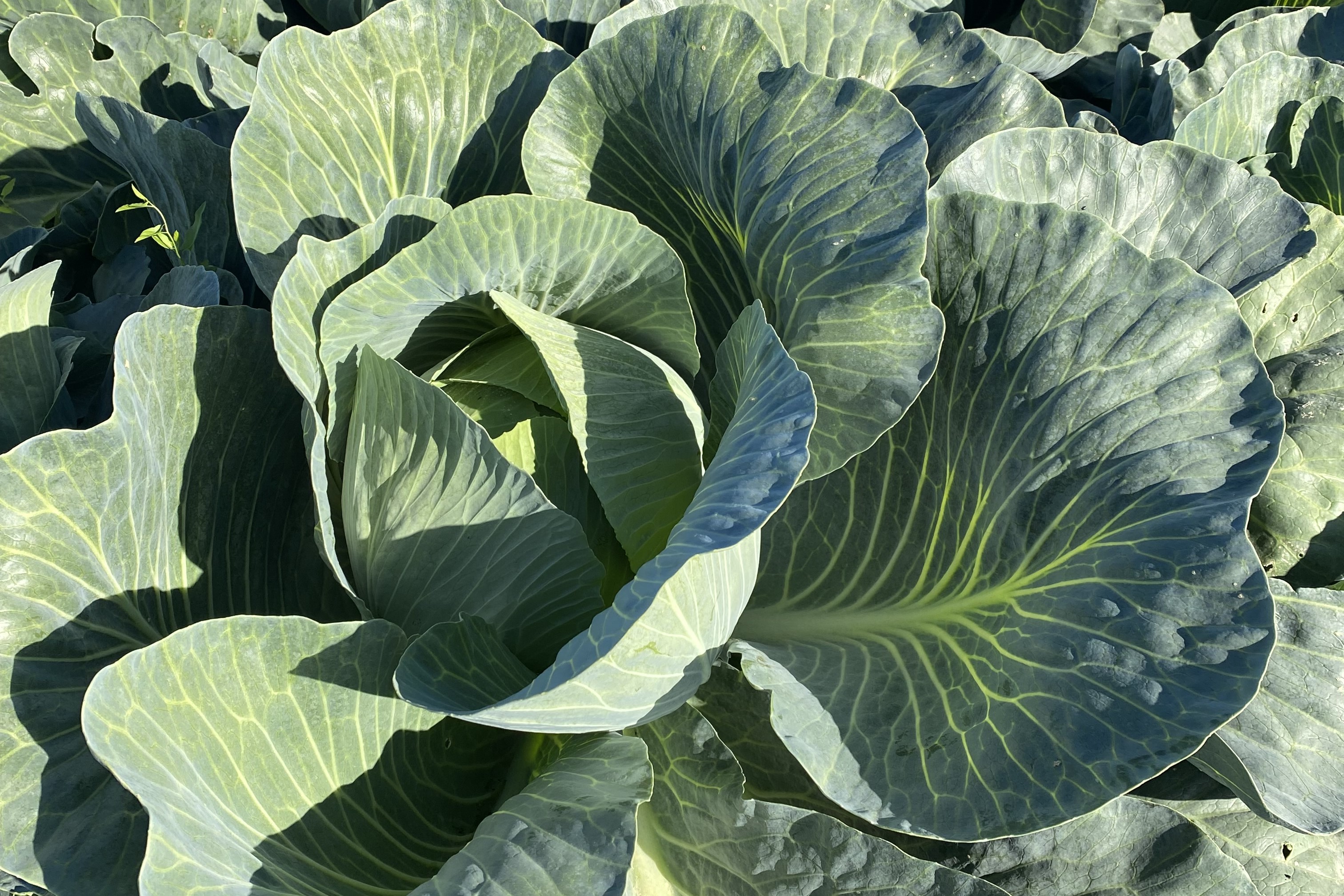 Blattkohl